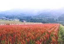 【0867】二丈赤米産直センター