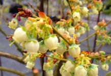 【0178】ブルーベリーガーデン伊都