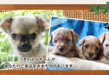 【1177】ドッグハウスすえなが