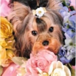 2-e1453606657901-364×538