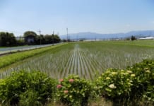 【4575】農業生産法人 株式会社糸島夢農園