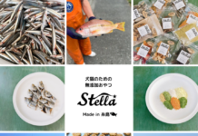 【6240】Stella